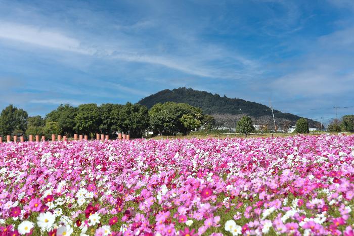 藤原宮跡に咲き誇るコスモスと背景の耳成山の写真