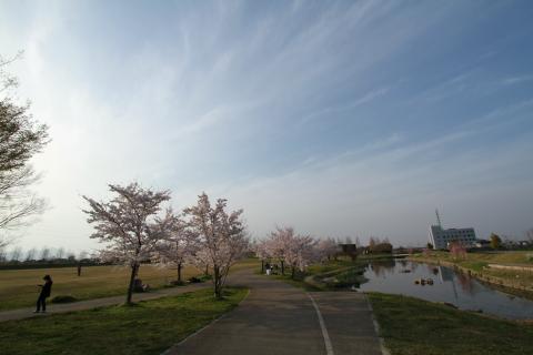 川沿いに遊歩道と桜が植えられている写真