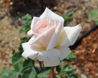 薄いピンク色をしたバラの花が咲いている写真