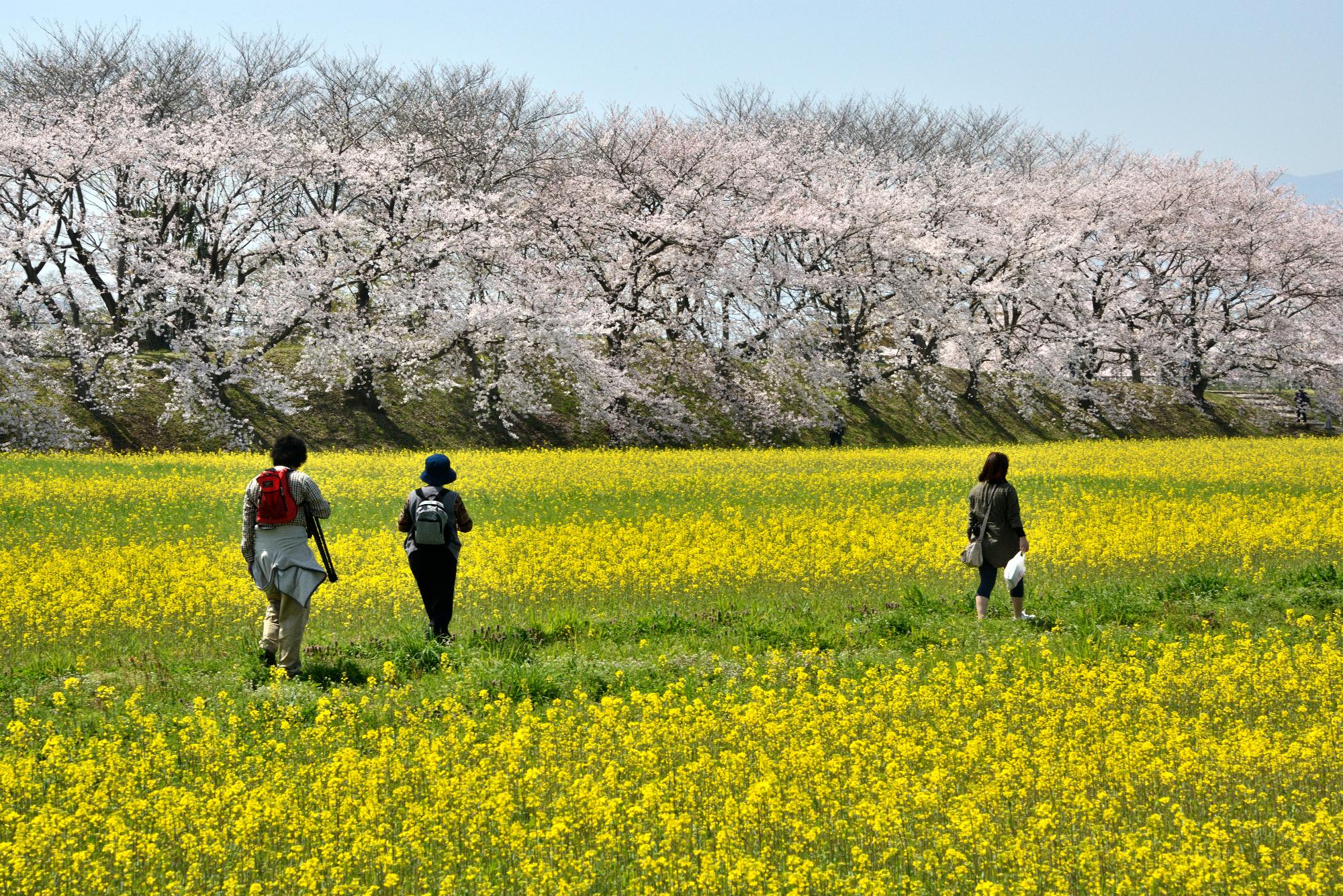 藤原宮跡の菜の花と桜