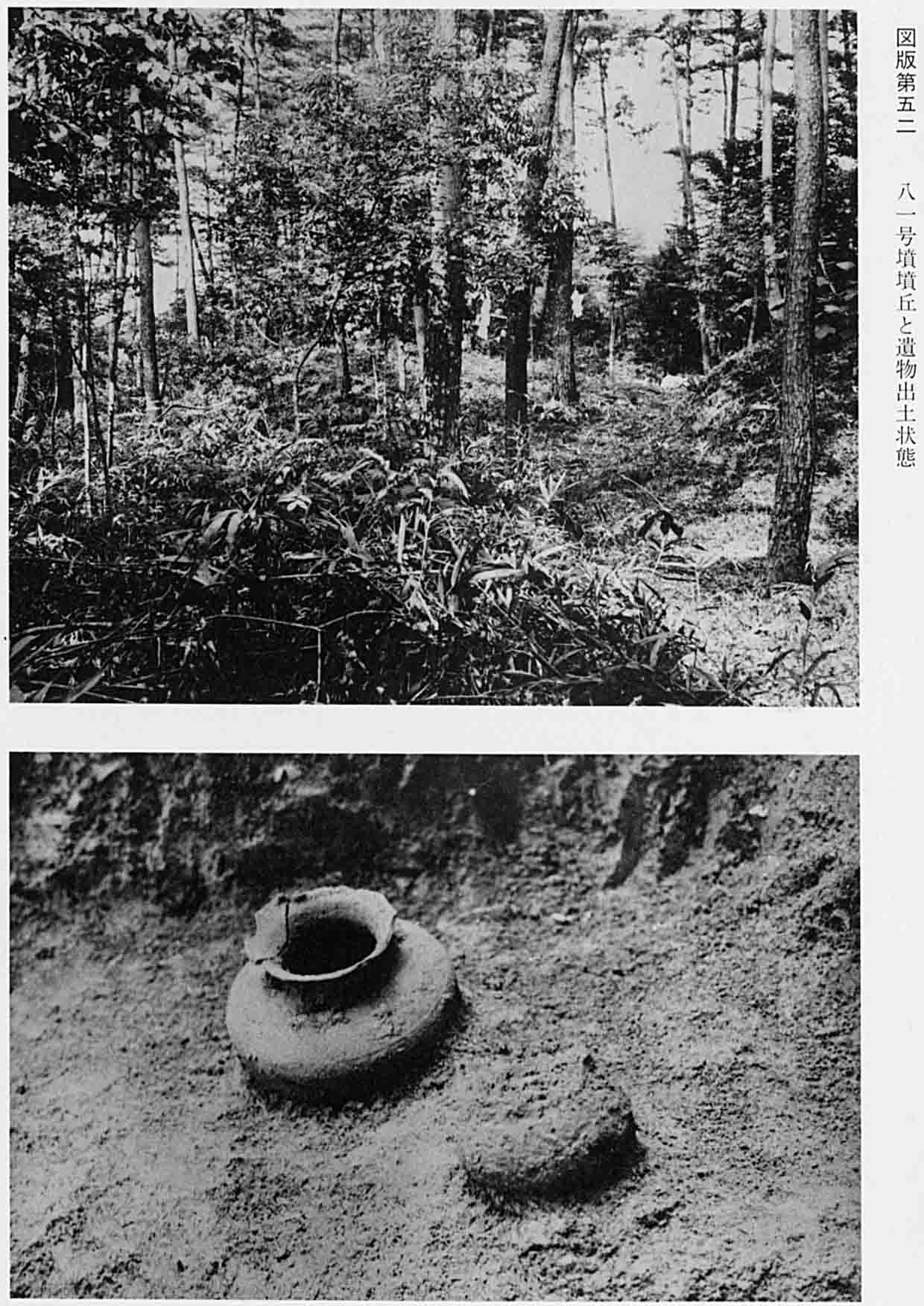 木々が林立している古墳丘と、そこから出土された壺のモノクロ写真（図版52 81号墳墳丘と遺物出土状態）