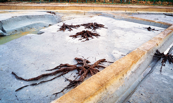 灰色の地面の遺跡の敷地に、茶色い木の根がいくつも地面に散らばっている写真