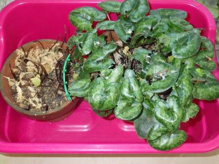 ピンクの容器にギフチョウの幼虫を育てている鉢植えが入った写真