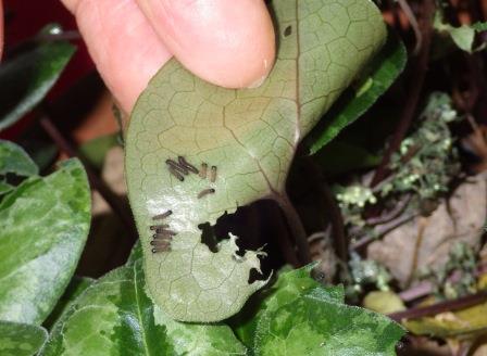 葉っぱの裏にギフチョウの幼虫が複数ひっついている写真