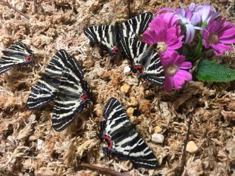 ピンクの花の周りに複数のギフチョウがいる写真