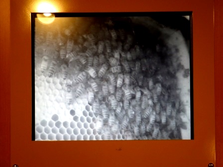 巣箱の中で冬越ししているセイヨウミツバチの集団を赤外線カメラで映した白黒映像の写真