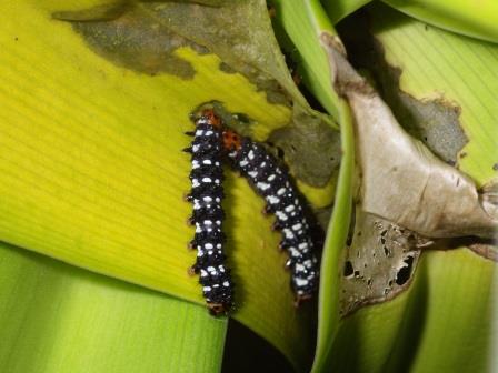 蛾の幼虫が2匹ハマユウの葉をところどころかじっている写真