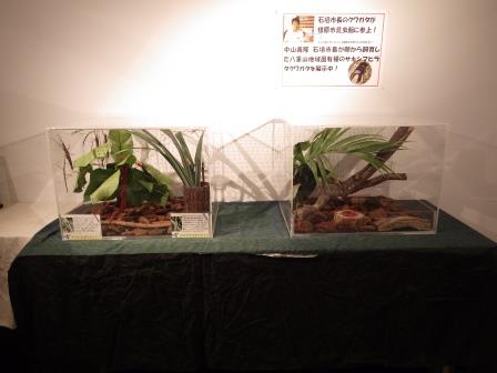 アクリルケース2つの中に植物が展示されている写真