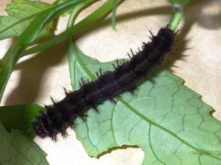 黒い身体に黒のトゲトゲがあるタテハモドキの幼虫が葉っぱの上を這っている様子の写真