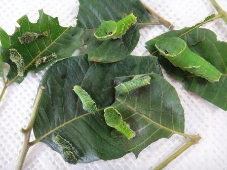 緑色のミヤマカラスアゲハの幼虫が8体、葉っぱの上を這っている様子の写真