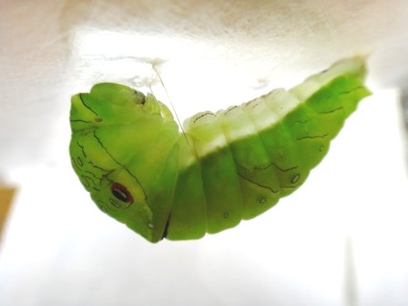 緑色をしたミヤマカラスアゲハの蛹になる状態を撮影した写真