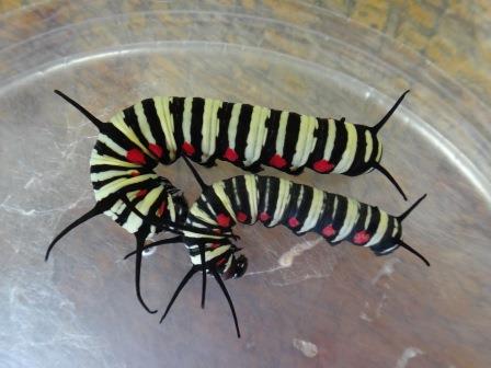 黒と白のストライプに赤い斑点があるオオゴマダラの幼虫が2体並んでいる様子の写真