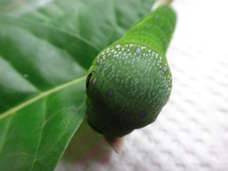 葉っぱの上を這っている緑色のカラスアゲハの幼虫を撮影した写真