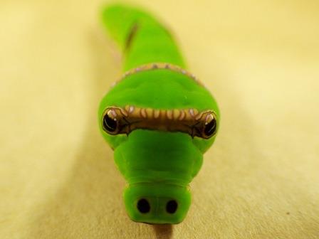 独特の顔立ちをしている緑色をしたオナガアゲハかモンキアゲハの幼虫を撮影した写真