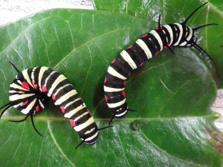 黒と白のストライプに赤い斑点があるオオゴマダラの幼虫が2体緑色の葉の上を這っている様子の写真