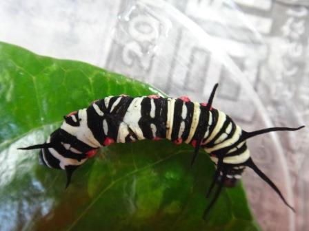 黒と白のストライプに赤い斑点があるオオゴマダラの幼虫が葉っぱの上を這っている様子を撮影した写真