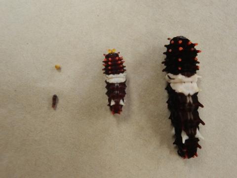 大中小のジャコウアゲハの幼虫3体が並び、大きく成長している様子がわかる写真