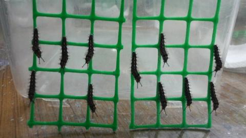 カバタテハの幼虫が11体、編みにぶら下がって前蛹になっている様子を撮影した写真