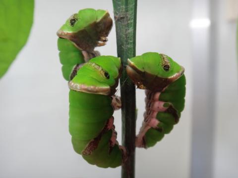 一つの茎に三体のシロオビアゲハが集まって蛹になろうとしている様子を撮影した写真