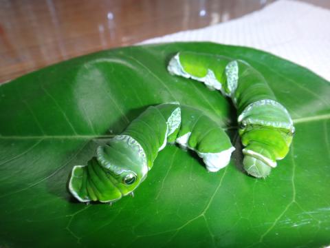 緑色の体のナガサキアゲハの幼虫2体が葉の上を張っている様子を撮影した写真