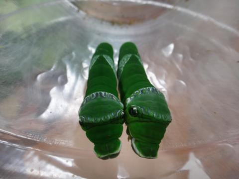 緑色の体をしたナガサキアゲハ2体が直列で並んでいる様子を撮影した写真