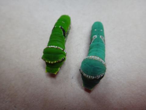 左側に緑色の、右側にライトグリーンのシロオビアゲハの幼虫が2体並んでいる様子の写真
