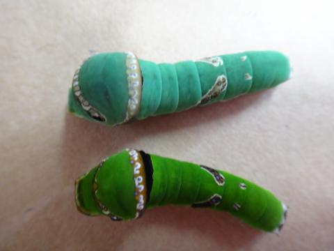 下側に緑色の、上側にライトグリーンのシロオビアゲハの幼虫が2体並んでいる様子の写真