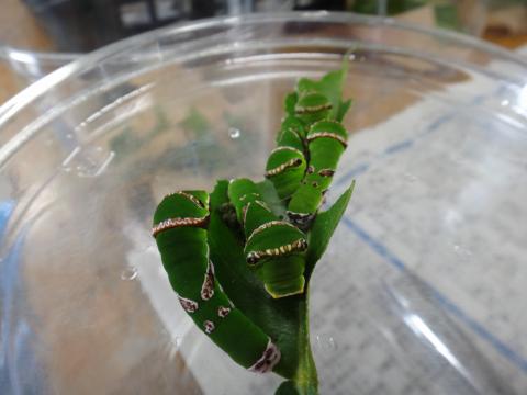 5体の緑色をした幼虫たちが一つの葉を集団で食べている様子の写真