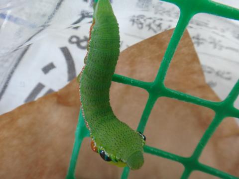 網を這っている緑色をしたツマベニチョウの幼虫が頭を上げて威嚇する様子を撮影した写真