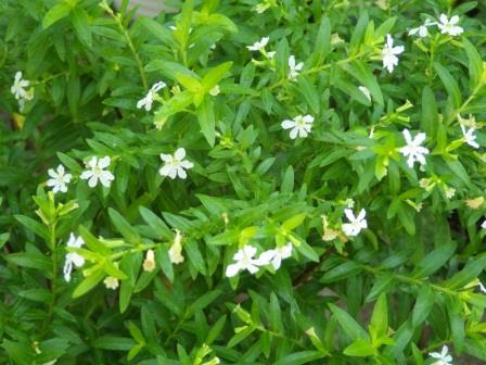 葉が密集している中、いくつもの白い花を咲かせているクフェアの写真