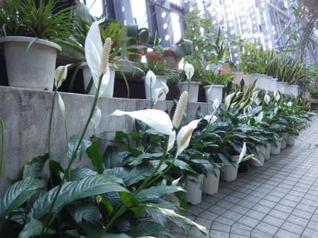 何本ものスパティフィラムの鉢植えに白い葉が包むように房状の花を囲んでいる様子を撮影した写真