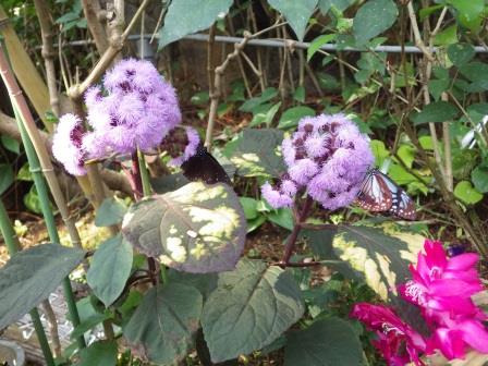 紫色で綿のような花を咲かせているユーパトリウムの写真