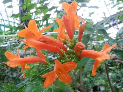 オレンジ色の花をたくさん咲かせているヒメノウゼンカズラの写真