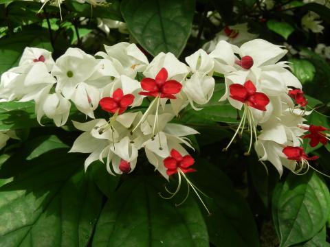 真っ白なガクの中心で真っ赤に咲いているゲンペイカズラの花の写真