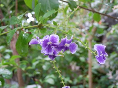 緑色の茎の先で花が紫色に咲いているタイワンレンギョウの写真