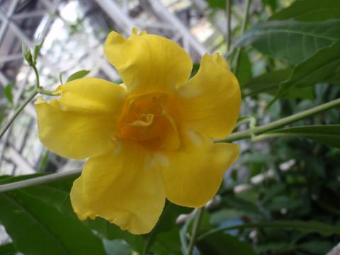 枝に咲いている黄色くて大きな花のオオバナアリアケカズラの写真