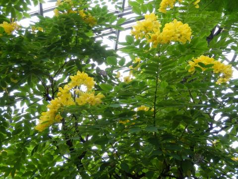 緑色の葉の間から黄色い花がたくさん集まって咲いているモクセンナの写真