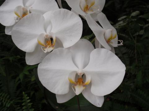 白い花が連なって咲いているコチョウランの様子を撮影した写真