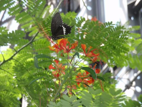 葉が連なる茎の先端で赤く咲いている花のオウゴチョウの蜜を蝶が吸っている黒い蝶の様子を撮影した写真
