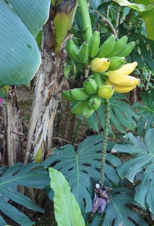 バナナの木から緑色や黄色に色づいたバナナが複数実になっている写真