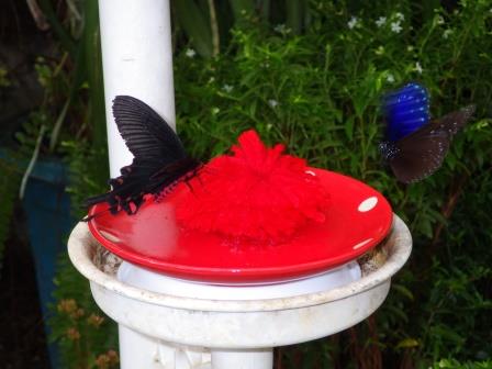 赤いお皿に花の様にたばねた真っ赤な毛糸に2匹の蝶がとまっている写真