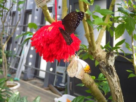 木にぶら下げられた花の様にたばねた真っ赤な毛糸に白と黒の蝶がとまっている写真