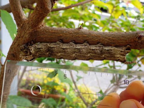 木の枝に引っ付いたイモムシに定規を当てて長さをはかっている写真