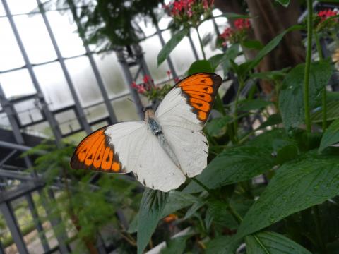 白とオレンジの色をした羽を広げて葉っぱにとまっているツマベニチョウの写真