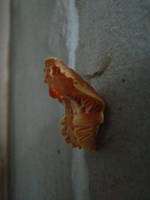 コンクリートの壁にくっついている蛹の写真