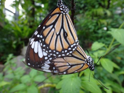 オレンジに黒と白の線が入った羽の2匹の蝶が折り重なっている写真