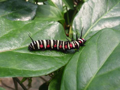 葉っぱの上に乗った黒色の白と赤の柄が入ったオオゴマダラの幼虫の写真