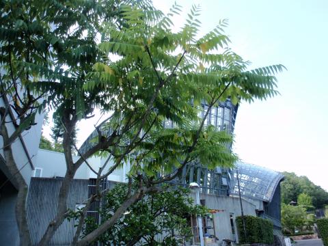 昆虫館の周りに植えられたウルシの様な葉を持つカラスザンショウの木の写真