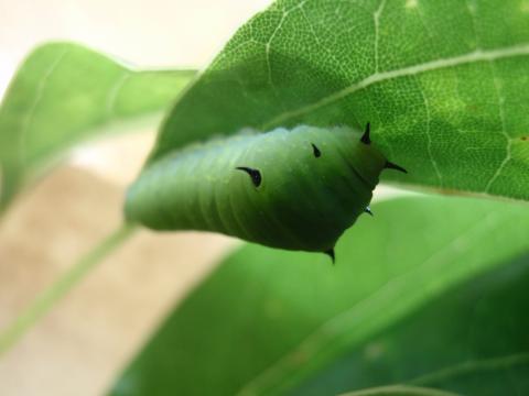 葉の裏にひっついた6本の黒色の角を持つアオスジアゲハの幼虫の写真