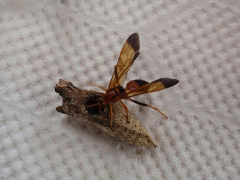 ペーパーの上の蛹から蜂が出てきている写真